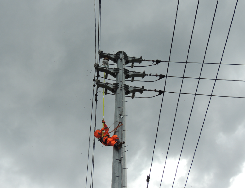 國網余姚市供電公司祛除毒蜂還電網穩(wěn)定運行